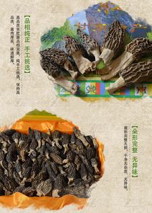 卓尼珍宝，自然馈赠 羊肚菌的森林奇遇