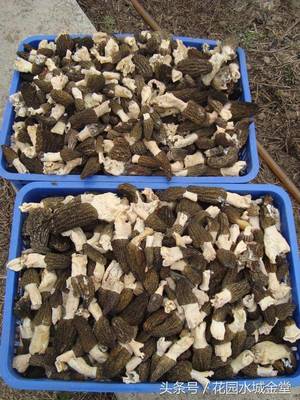 金堂羊肚菌荣获国家地理标志保护，谱写特色农业新篇章