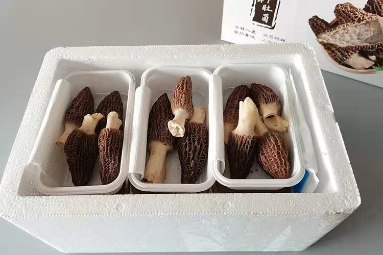 新春走基层 | 山东青岛 灵山羊肚菌抢“鲜”上市，直销沪广深