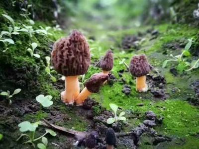 羊肚菌 营养宝库中的壮阳珍品